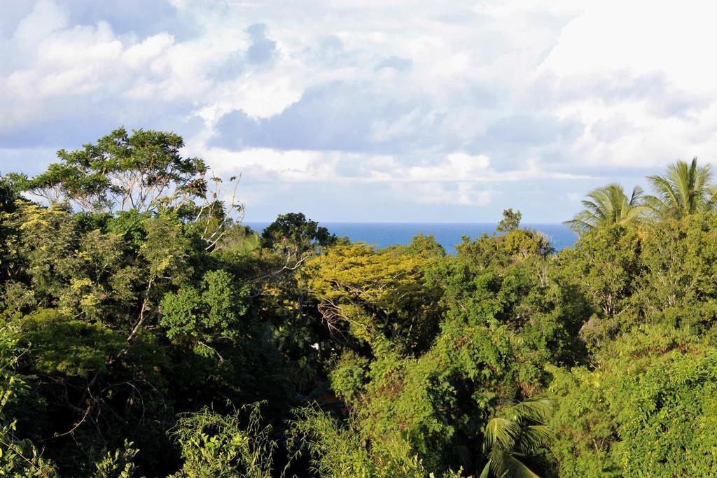 Novos Baianos Hostel E Pousada Порту-Сегуру Экстерьер фото View of the rainforest from the summit of Mount Banda Banda
