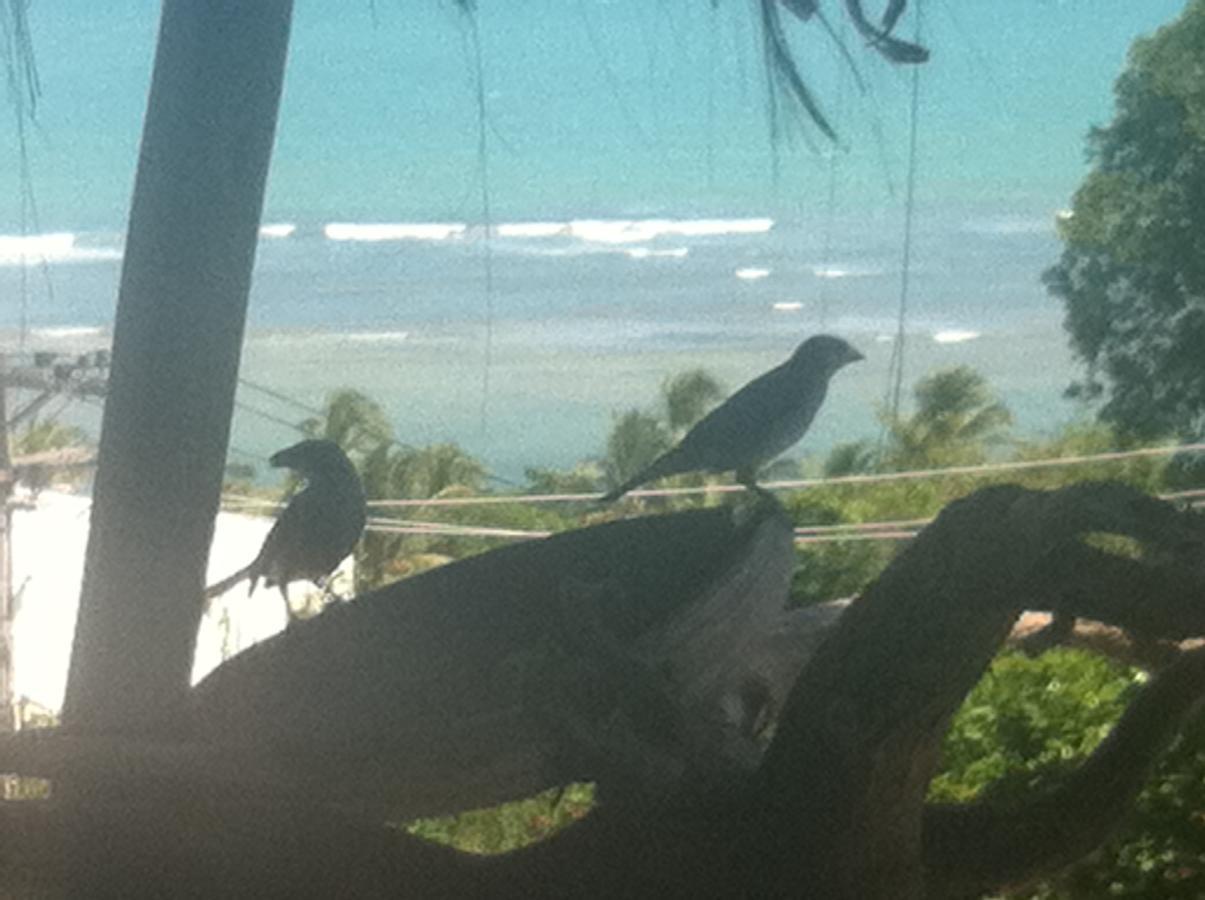 Novos Baianos Hostel E Pousada Порту-Сегуру Экстерьер фото Two juvenile birds